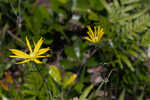 Florida false sunflower